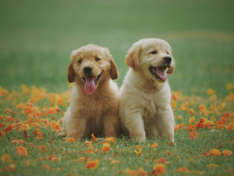 Renda extra universitário como cuidador de cachorros